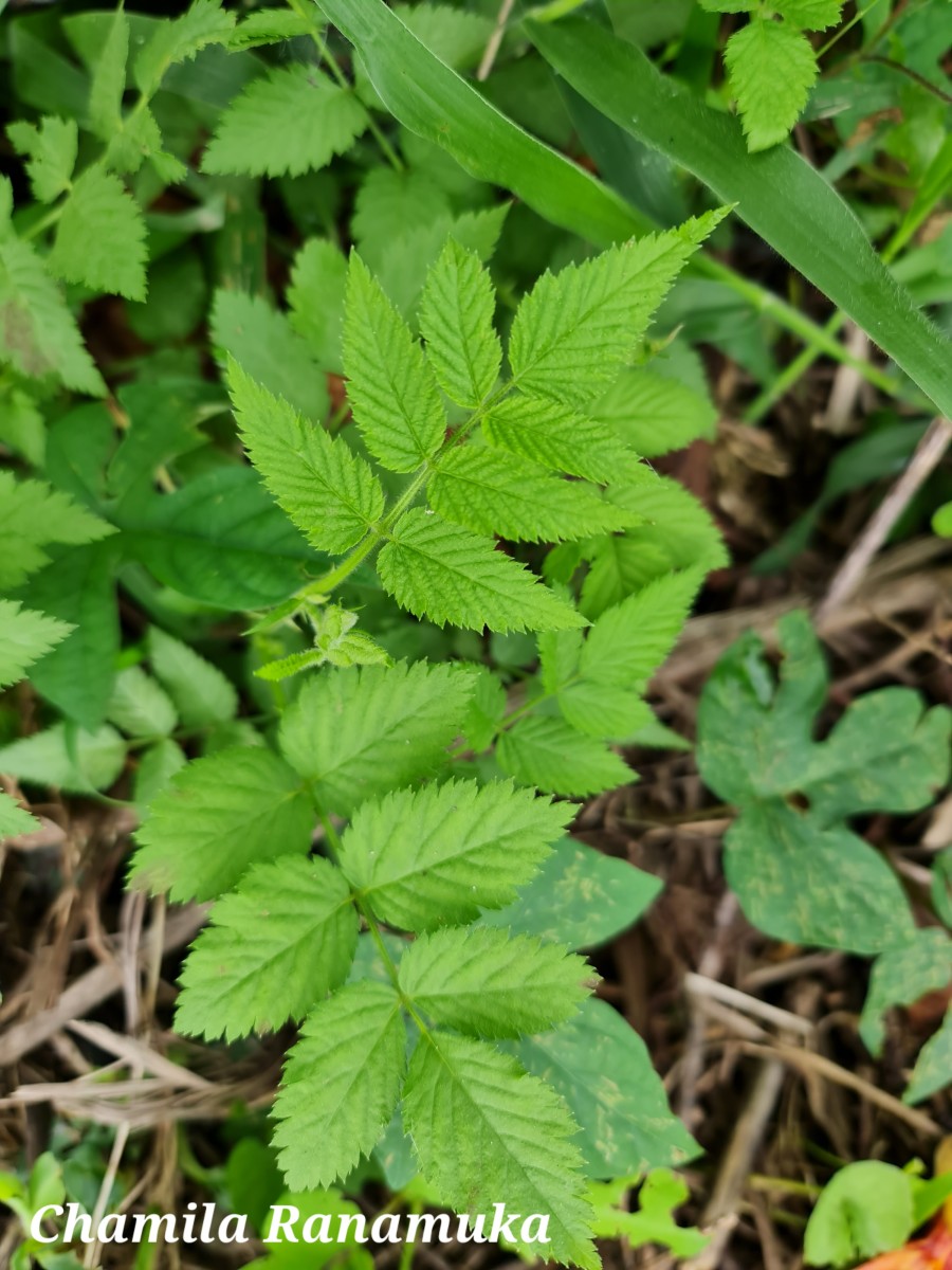 Rubus rosifolius Sm.